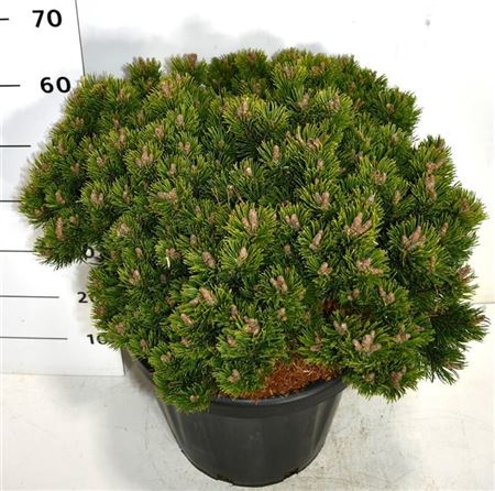 Pinus Mugo Sherwood Compact