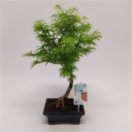 Pseudolarix Outdoor Bonsai