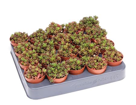 Sedum Rubrotinctum