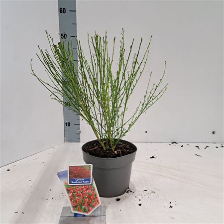 Cytisus Preacox Boskoop Ruby