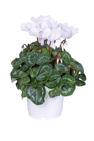 Cyclamen Super Allure White Ton Sur Ton