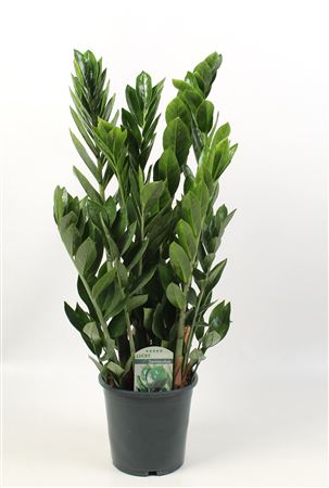 Zamioculcas Lucky Classic 7+