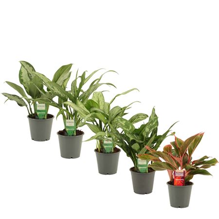 Aglaonema Mix 12