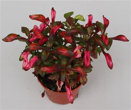 Alternanthera Dentata