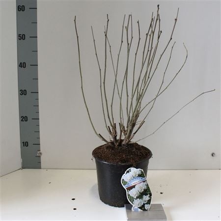 Hibiscus Syr Admiral Dewey