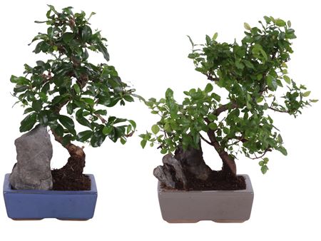 Bonsai S-shape Mix With Rock In Ceramic