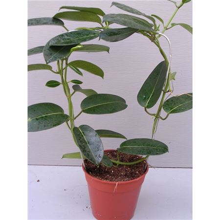 Stephanotis Evergreen