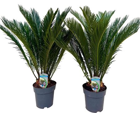 Cycas Revoluta 12+