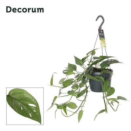 Epipremnum Pinn. 'cebu Blue'