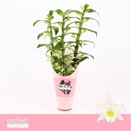 Dendr Nob 3st Apollon Orchid Collect