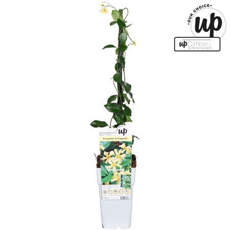 Trachelospermum Star Of Toscana