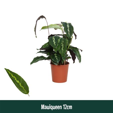 Calathea Mauiqueen