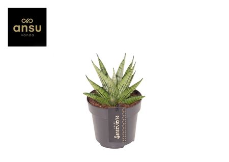 Sansevieria Comet Mini Queen No. 2