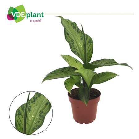 Dieffenbachia Memoria Corsii 12cm