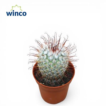 Mammillaria Bombycina
