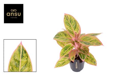 Aglaonema Salmon Fantasy