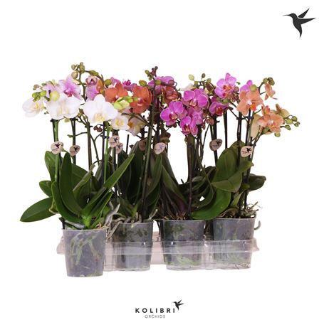 Phal 2st Kolibri Mix 22+ (ok)
