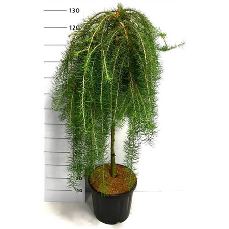 Larix Kaempf Boring Weeper On Stem