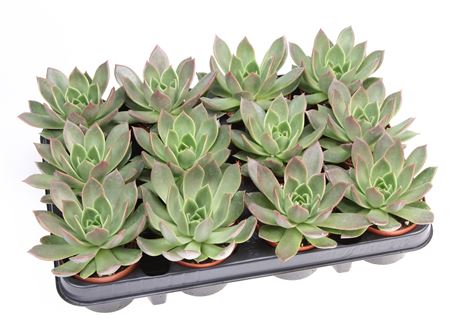 Echeveria Maxxus