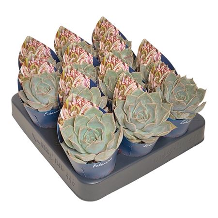 Echeveria Starlight Potcover