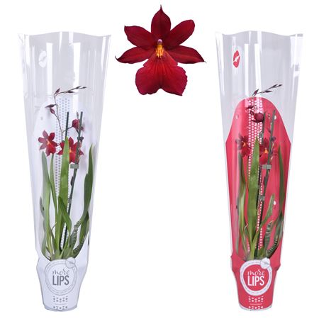 Cambria 2st Nelly Isler In Sleeve Red-white (morel