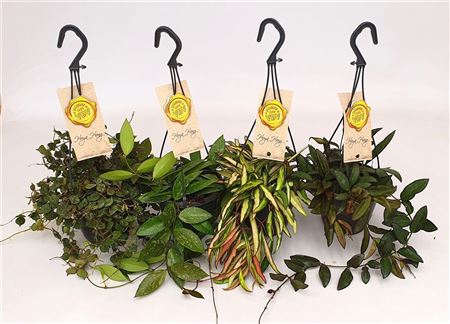 Hoya Mix Hanging