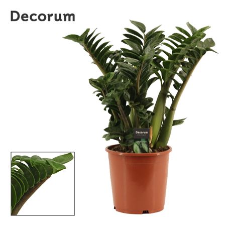 Zamioculcas Zenzi 6+(decorum)