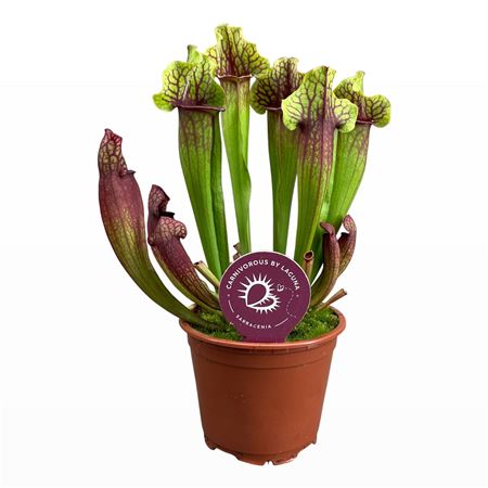 Sarracenia Mitchelliana