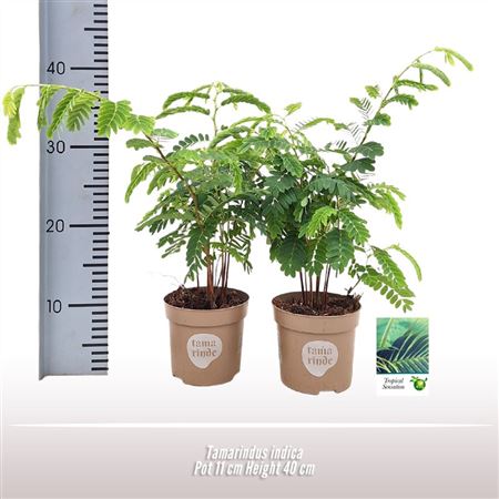 Tamarindus Indica