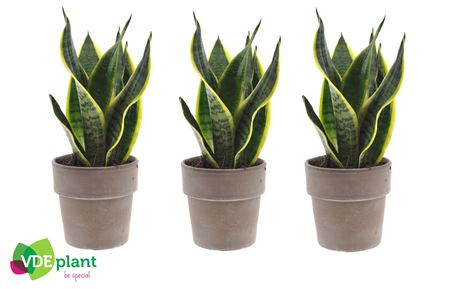 Sansevieria In Terracotta Grey