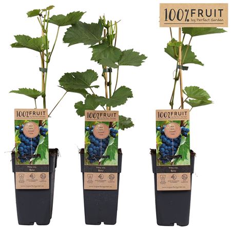Vitis Vin Beta