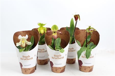 Paphiopedilum 1st Mix
