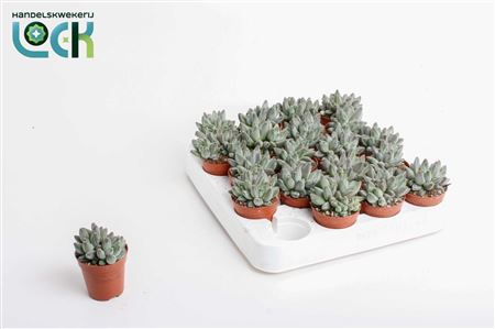 Echeveria Hookeri