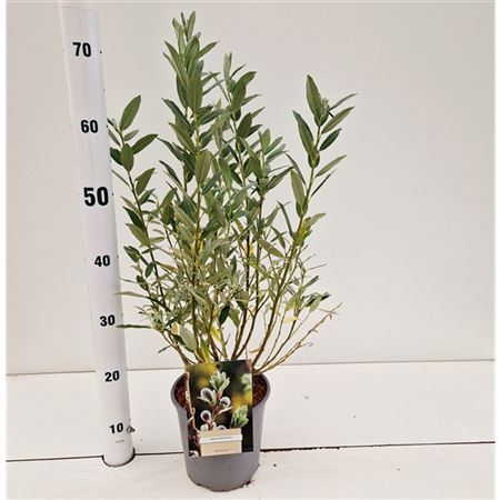Salix Helvetica