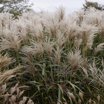 Мискантус китайский Водан