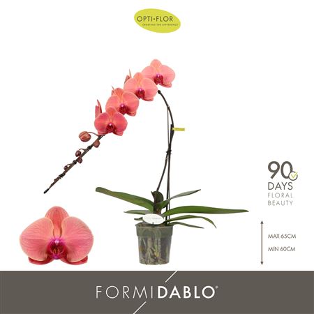 Phal Formidablo Victoria Falls