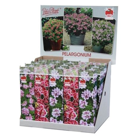 Pelargonium Anti-mosquito Mix