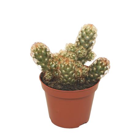 Mammillaria Elongata