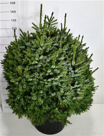 Picea Om Nana