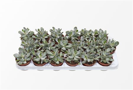 Adromischus Chocolyne