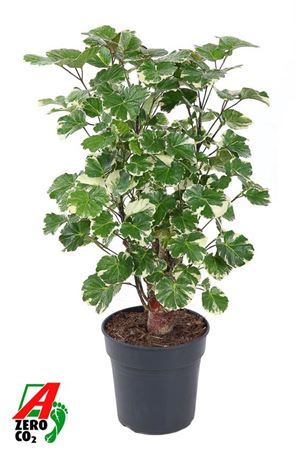 Polyscias Balfouriana Branched