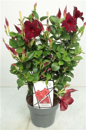 Mandevilla Diamond Dark Red On Reck