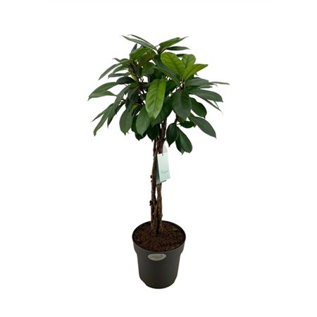 Ficus Cyathistipula Twisted Stem