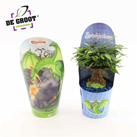 Ficus Be Sprookjesboom Dragon