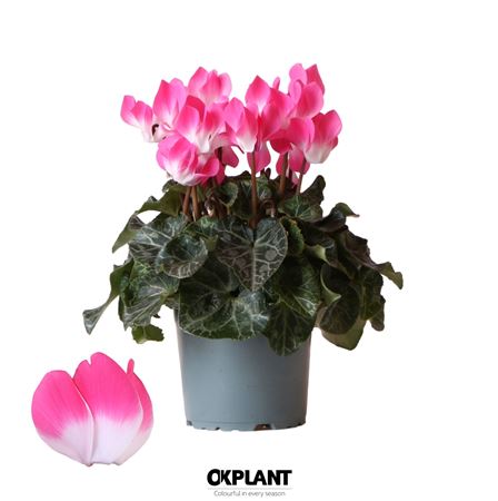 Cyclamen Indiaka Magenta