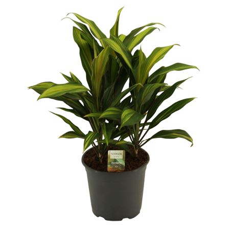 Cordyline Kiwi Toef 3pp