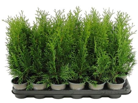 Thuja Occ Smaragd