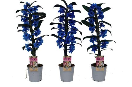 Dendr Nob 1st Painted Blue (injected)