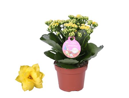 Kal Yellow Gardenlina