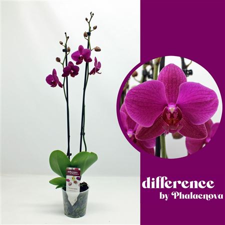 Phal 2st Vivaldi 18+ (phalaenova)